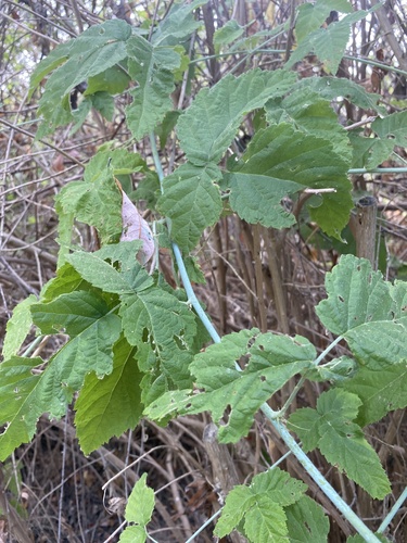 iNaturalist observation photo of trailing blackberry