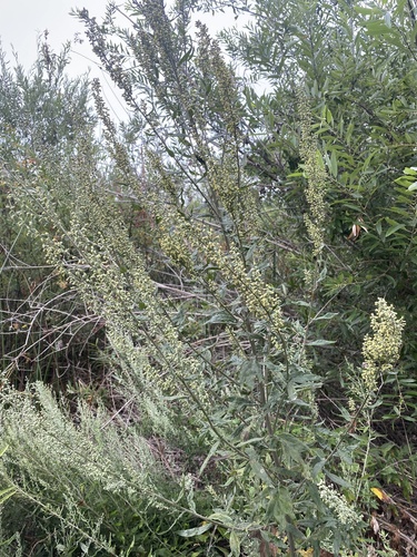iNaturalist observation photo of California mugwort