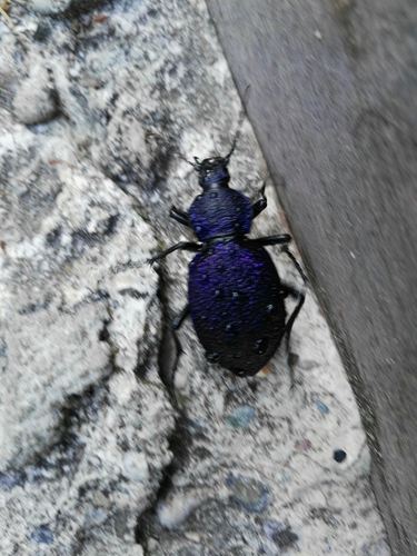 Carabus scabrosus