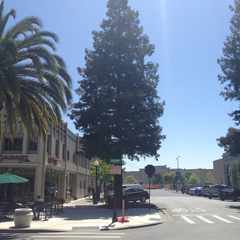 Sequoia sempervirens