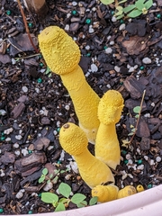 Leucocoprinus birnbaumii image