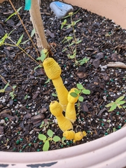 Leucocoprinus birnbaumii image