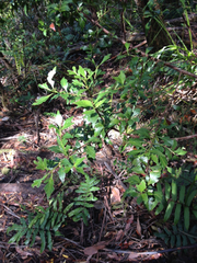 Phyllocladus aspleniifolius