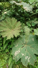Gunnera brephogea