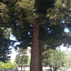 Sequoia sempervirens