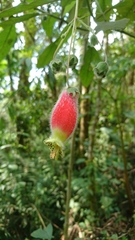 Kohleria affinis