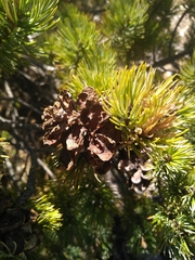 Pinus culminicola