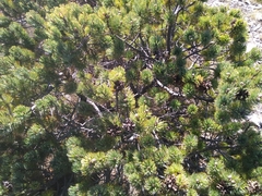 Pinus culminicola