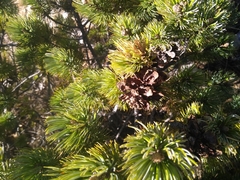 Pinus culminicola