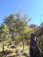 Pinus stylesii