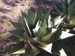 Agave gentryi