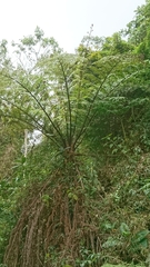 Sphaeropteris
