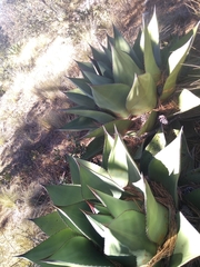 Agave gentryi