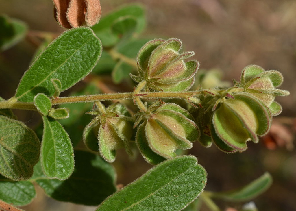 Dodonaea malvacea