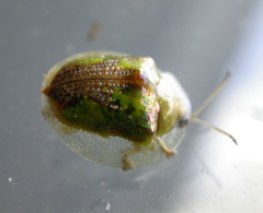 Coptocycla texana