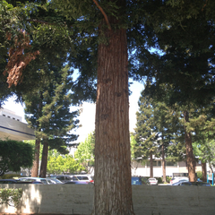 Sequoia sempervirens