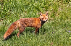 Vulpes vulpes