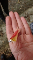 Glossoloma ichthyoderma