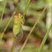 Cicadettana calliope floridensis - Photo (c) William Hull, algunos derechos reservados (CC BY-NC), subido por William Hull