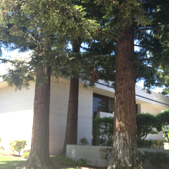 Sequoia sempervirens