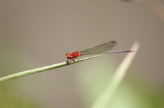 Pseudagrion pilidorsum declaratum