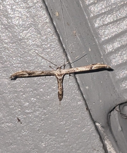 Artichoke Plume Moth photo 6