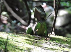 Physignathus cocincinus