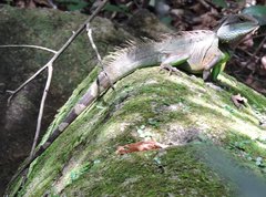 Physignathus cocincinus