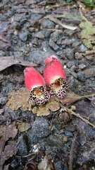 Kohleria affinis