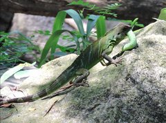 Physignathus cocincinus