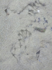 Procyon cancrivorus