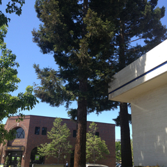 Sequoia sempervirens