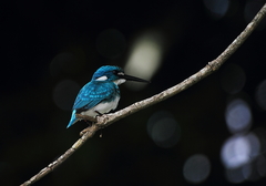Alcedo coerulescens