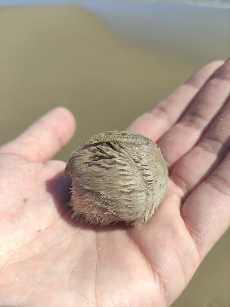 Riccio cuore mediterraneo