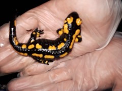 Salamandra salamandra