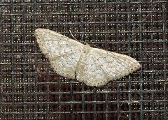 Idaea eretmopus