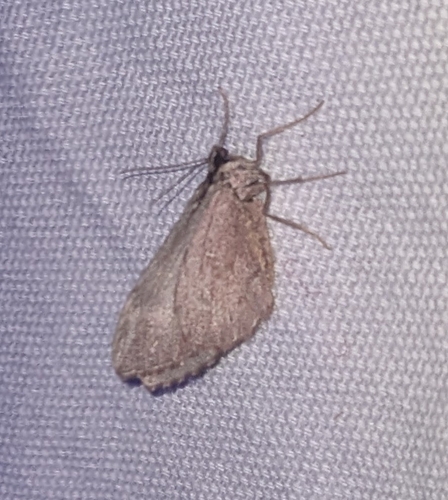 Stamnoctenis pearsalli photo 2