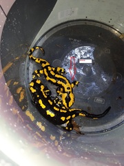 Salamandra salamandra
