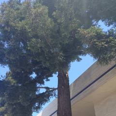 Sequoia sempervirens