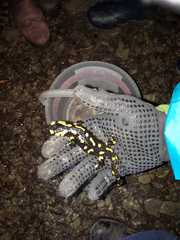 Salamandra salamandra