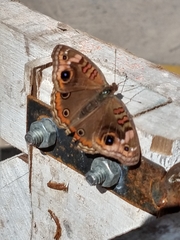 Junonia genoveva hilaris