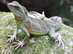 Physignathus cocincinus