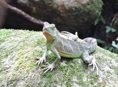 Physignathus cocincinus