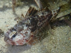 Maxillicosta scabriceps