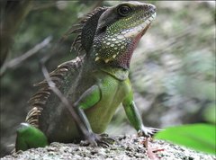 Physignathus cocincinus