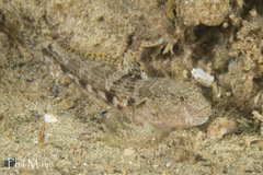 Bathygobius krefftii