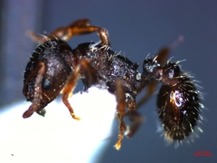 Tetramorium caespitum