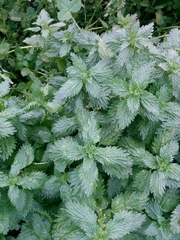 Urtica pilulifera