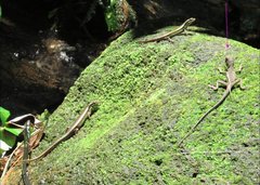 Physignathus cocincinus