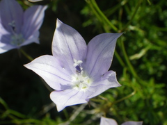 Wahlenbergia cuspidata